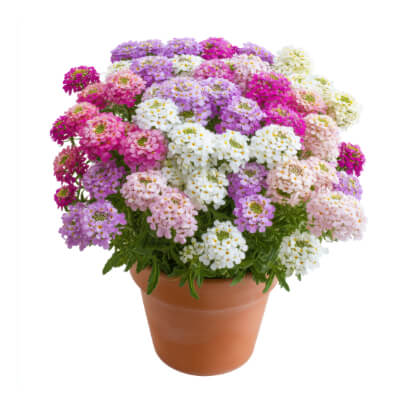 falll-candytuft