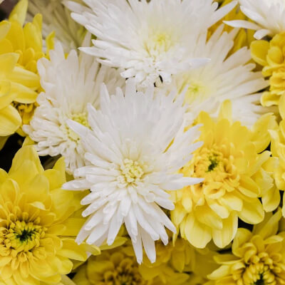 full-mums-5