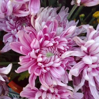 full-mums-7