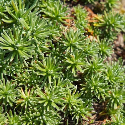 grass-sedum-9