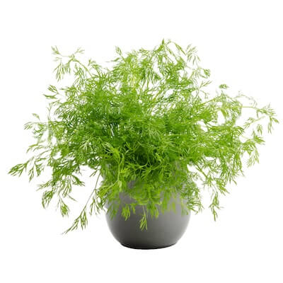 herb-dill