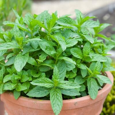 herb-mint-5