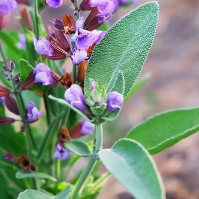 herb-sage-3