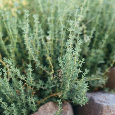 herb-thyme-3