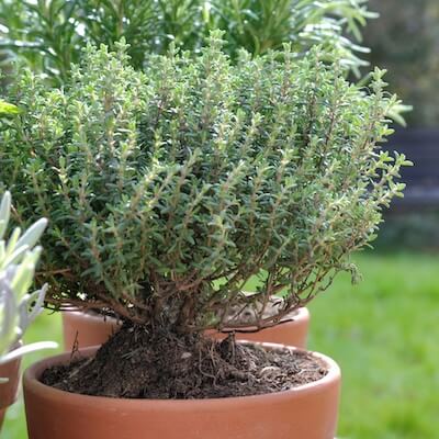 herb-thyme-4