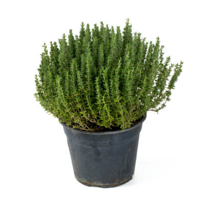 herb-thyme