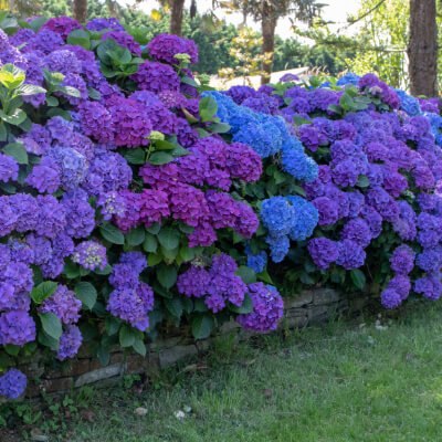 shrub-hydrangea-4