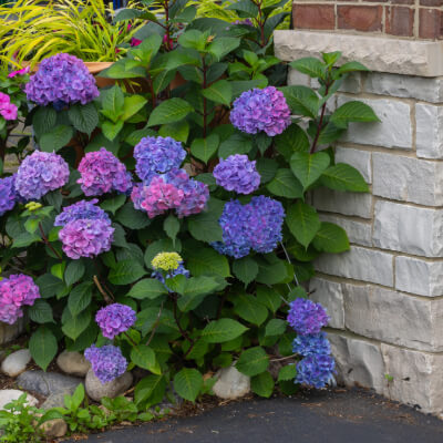 shrub-hydrangea-6