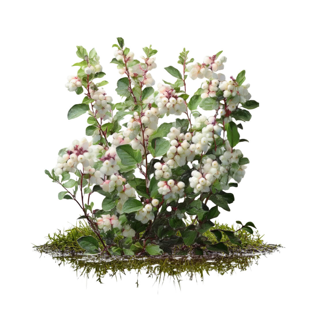 shrub-snowberry
