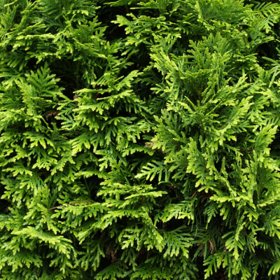 shrub-thuja-4