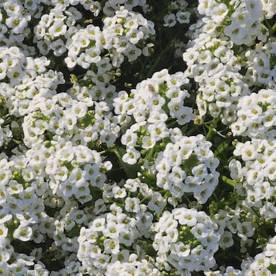 spring-allysum-4 spring-allysum-4