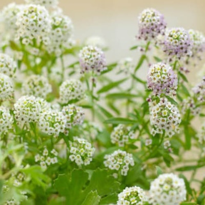spring-allysum-5 spring-allysum-5
