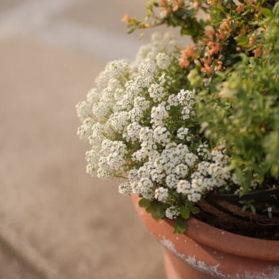 spring-allysum-7 spring-allysum-7
