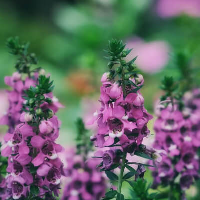 spring-angelonia-3