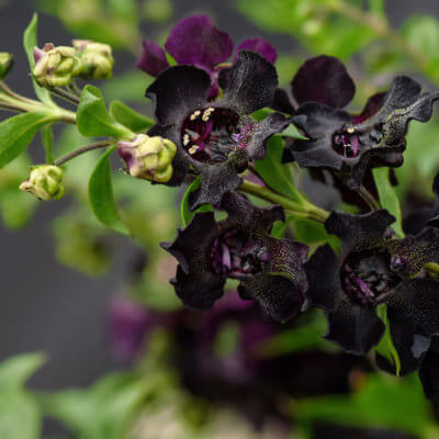 spring-angelonia-4