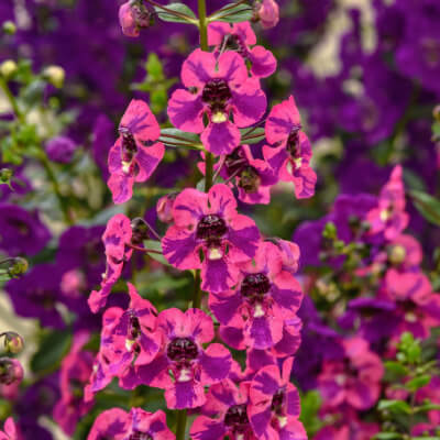 spring-angelonia-5
