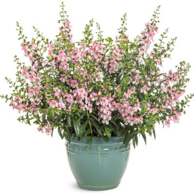 spring-angelonia