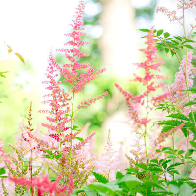 spring-astilbe-3