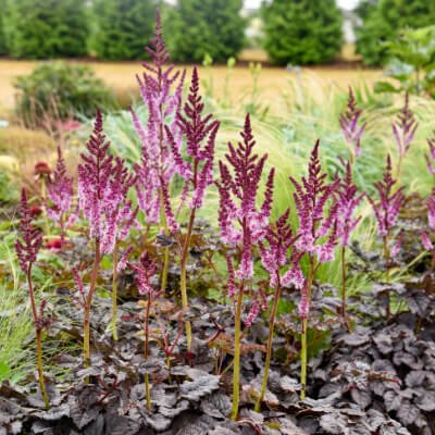 spring-astilbe-6