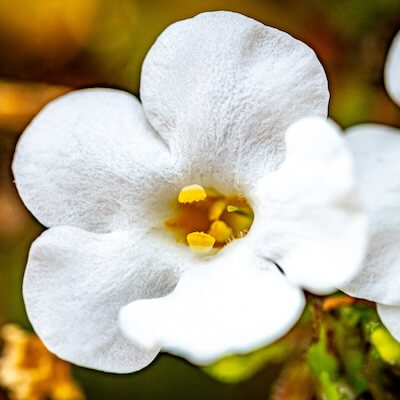 spring-bacopa-1