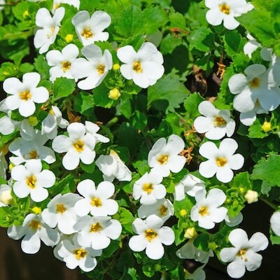 spring-bacopa-2