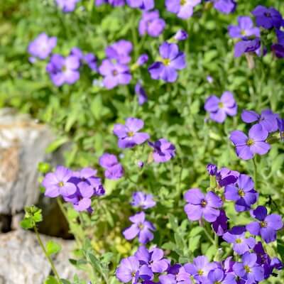 spring-bacopa-5