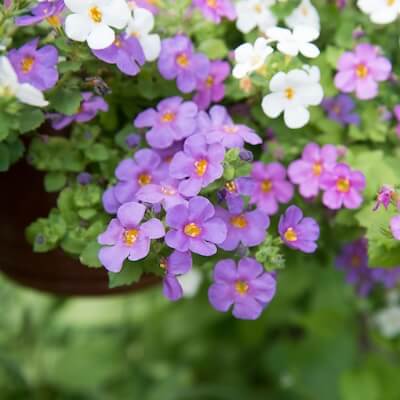 spring-bacopa-6