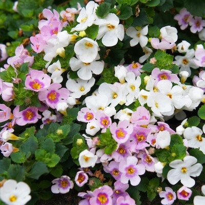 spring-bacopa-7