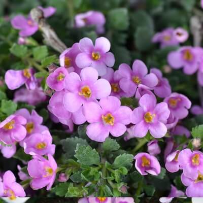 spring-bacopa-8