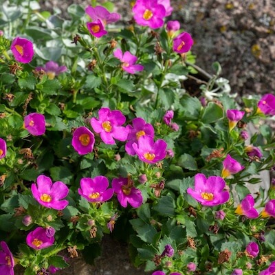 spring-bacopa-9