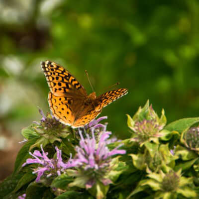 spring-beebalm-8