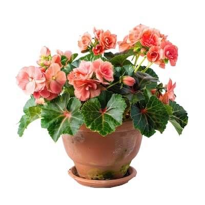 spring-begonia