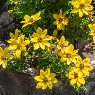 spring-bidens-3