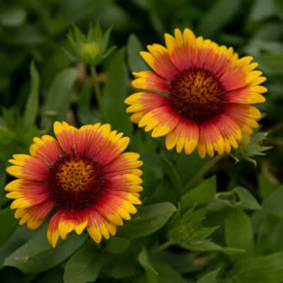 spring-blanket-6