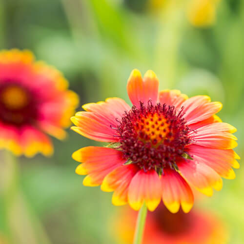 spring-blanket-flower-1