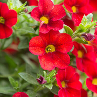 spring-calibrachoa-2