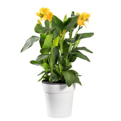 spring-canna