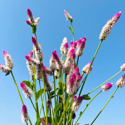 spring-celosia-8