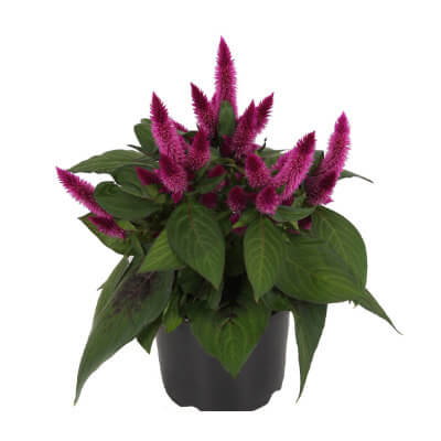 spring-celosia