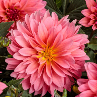 spring-dahlia-10