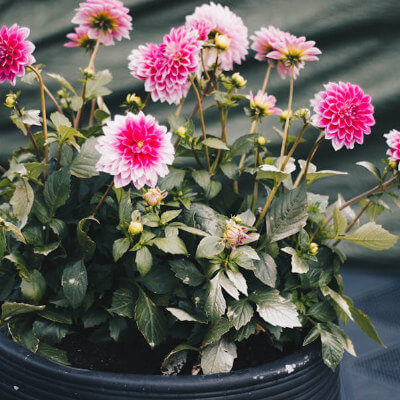 spring-dahlia-6