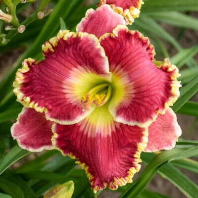 spring-daylily-10