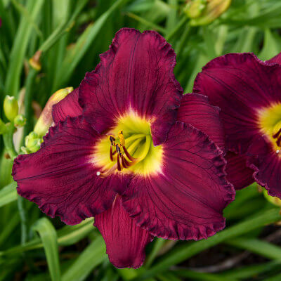 spring-daylily-13