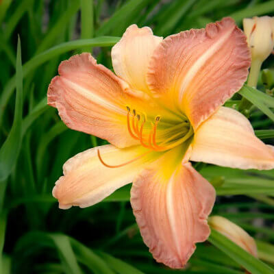 spring-daylily-4