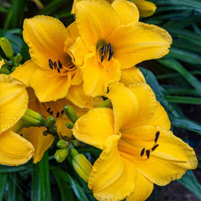 spring-daylily-5