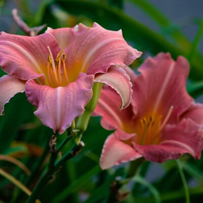 spring-daylily-6