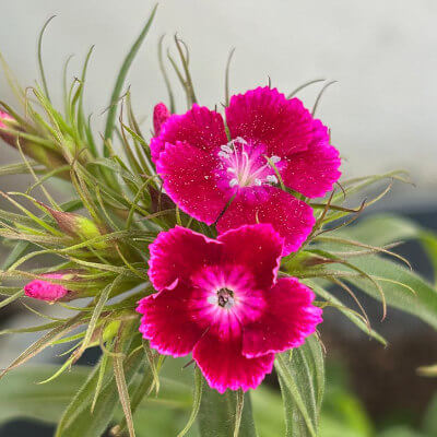spring-dianthus-10