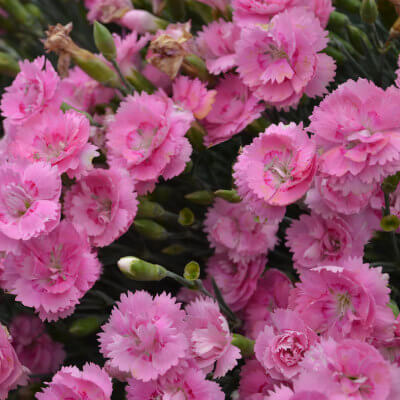 spring-dianthus-11