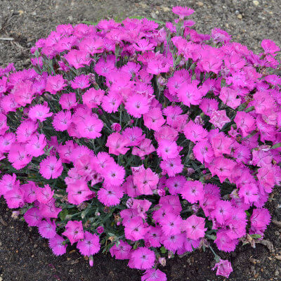 spring-dianthus-12