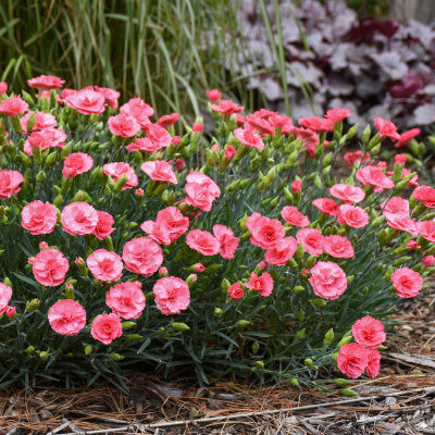 spring-dianthus-13